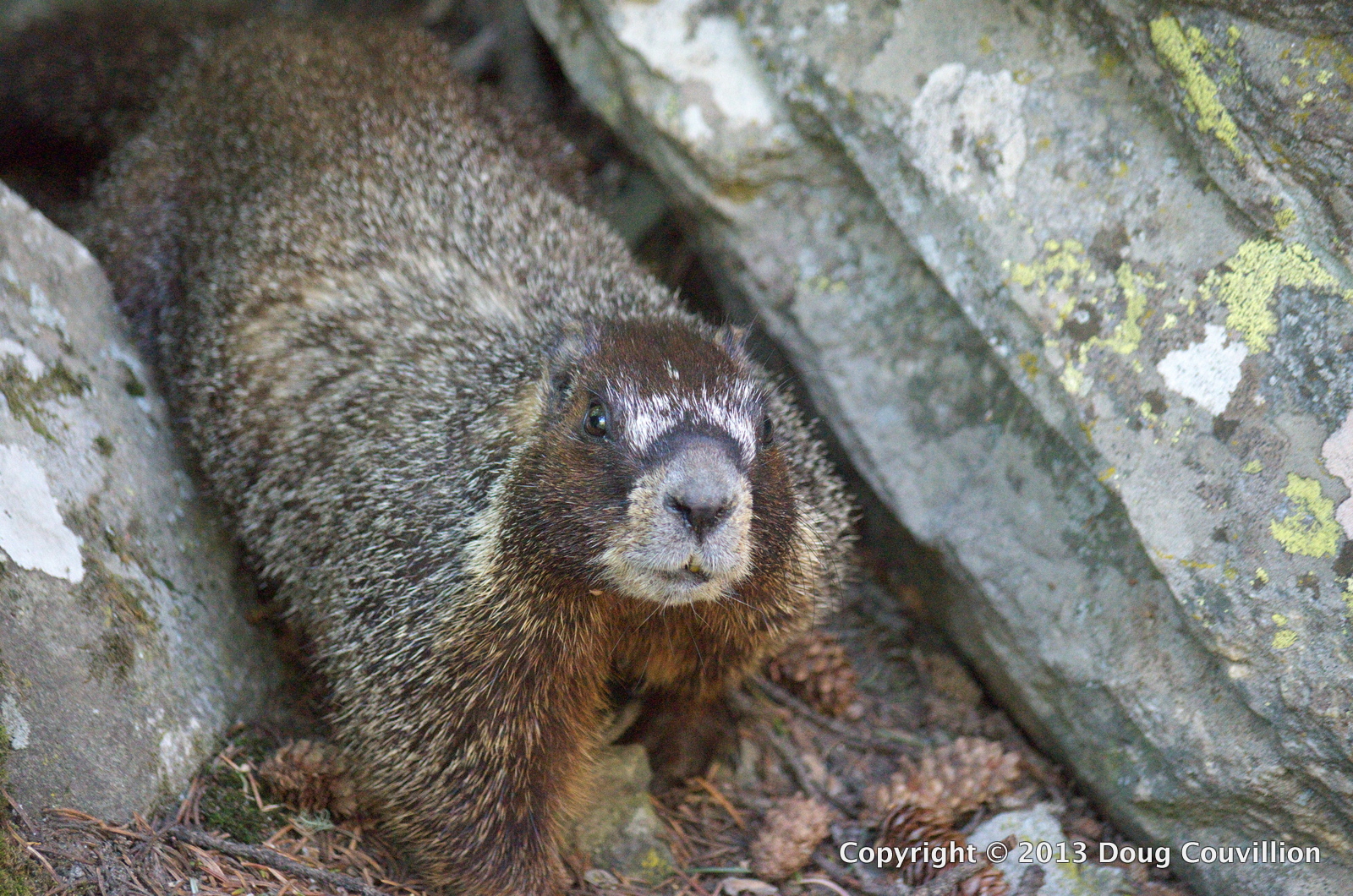 photograph of a Yellow-Bellied Marmot in Yellowstone National Park